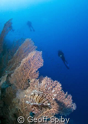 Lionfish and gorgonian fan at Little Brother by Geoff Spiby 